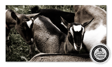 Load image into Gallery viewer, ALPINE MADE LOVELY LADY GOAT MILK SOAP