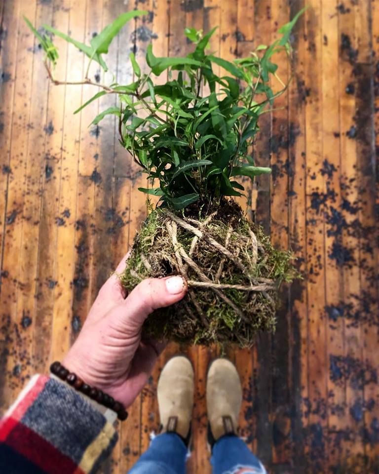 kokedama bonsai KOKEDAMA