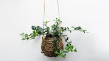 Load image into Gallery viewer, KOKEDAMA - HANGING BONSAI PLANT || PREORDER