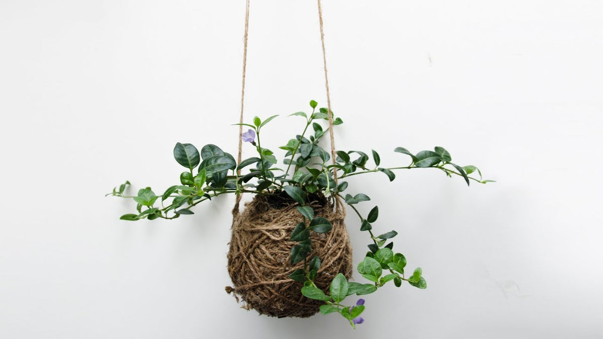 kokedama hanging plants KOKEDAMA