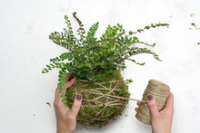 Load image into Gallery viewer, KOKEDAMA - HANGING BONSAI PLANT || PREORDER