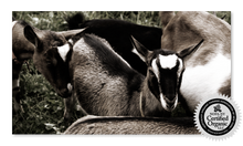 Load image into Gallery viewer, ALPINE MADE LOVELY LADY GOAT MILK SOAP
